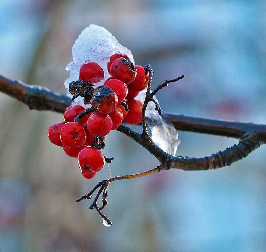 15 ноября - Светлана 