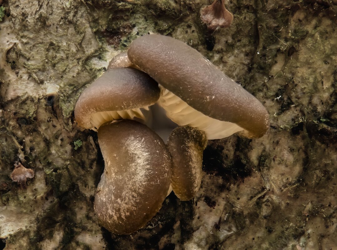 вешенка осенняя 1 ноября 25 г. - Va-Dim ...