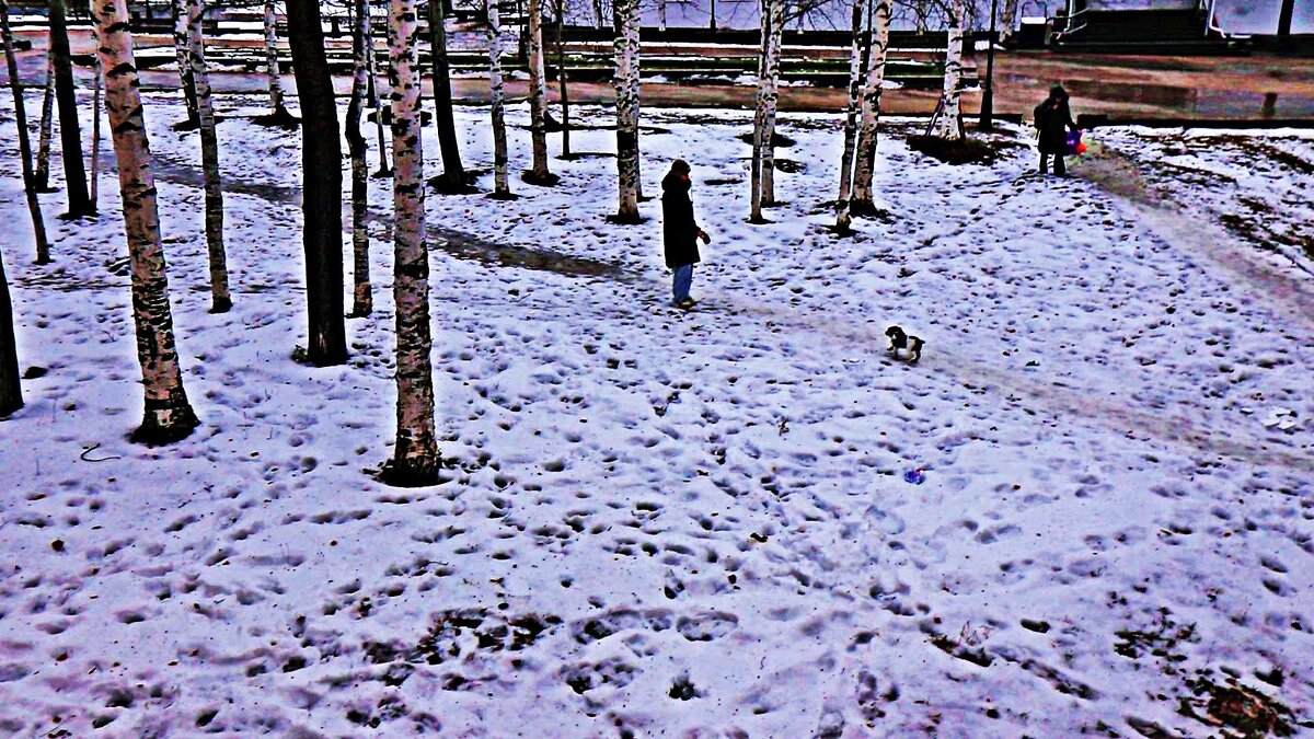 Утро ноября...С песиком-крошкой в сквере! - Владимир 