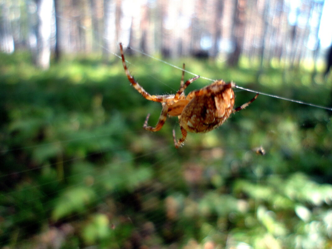 Канатная дорога. - nadyasilyuk Вознюк