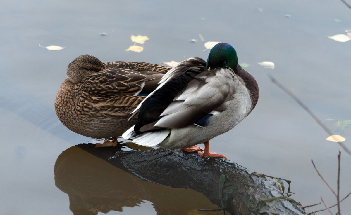 Чуткий сон. - Владимир Безбородов
