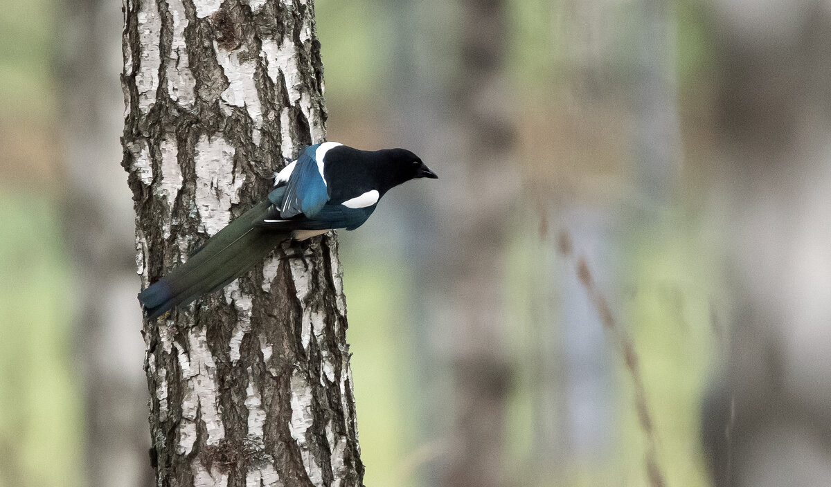 Сорока. - Владимир Безбородов