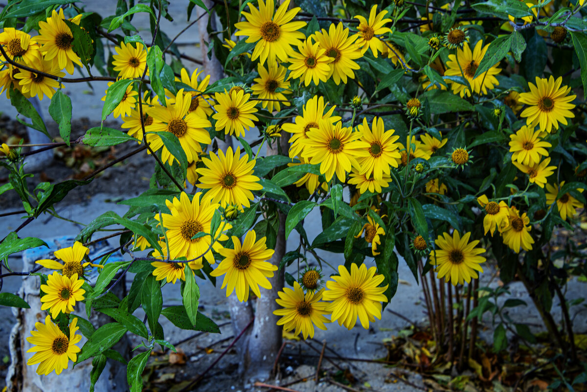 Цветочная поляна - Анатолий Чикчирный