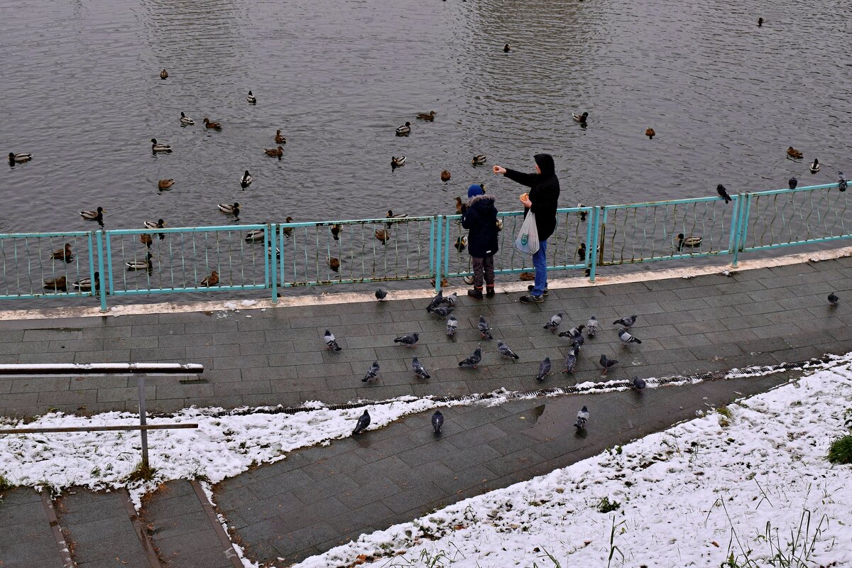 Наступает тяжёлое время для пернатых. - Татьяна Помогалова