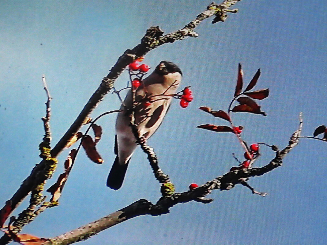 Так хочется есть - Людмила Смородинская Так хочется есть - Людмила Смородинская