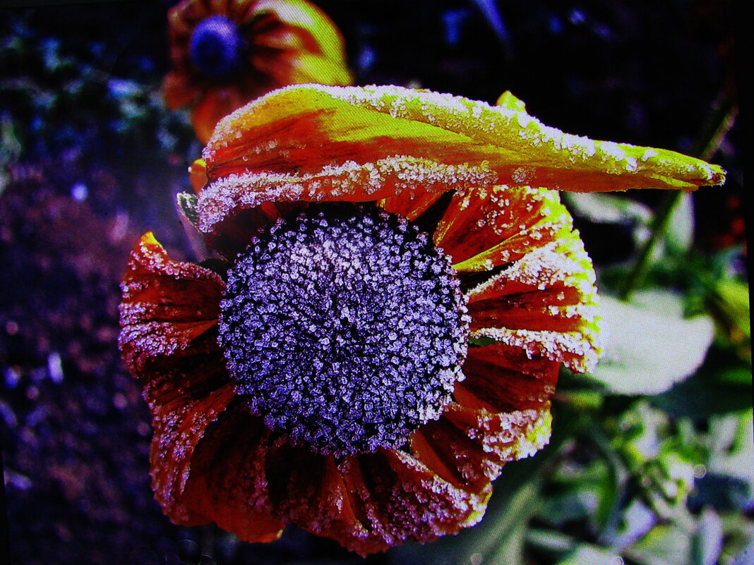 Бедные цветочки - Людмила Смородинская