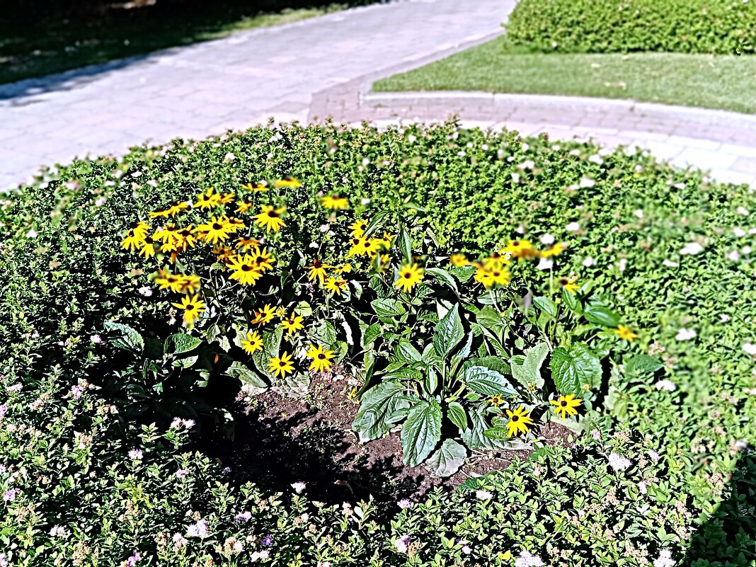 Цветы. - Владимир Драгунский