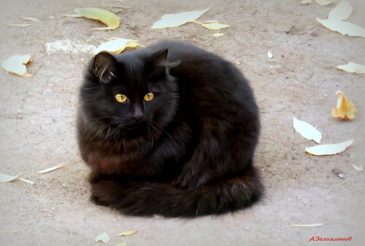 День чёрной кошки - Андрей Заломленков