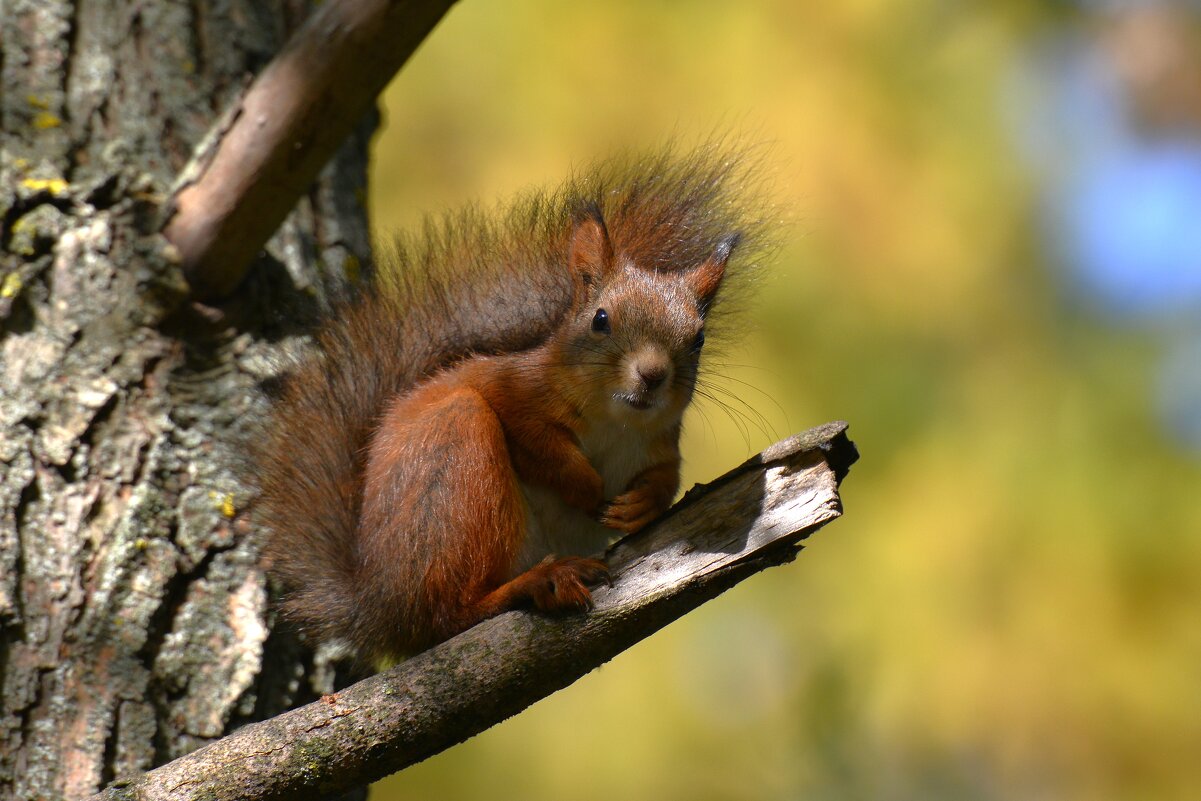 Белка - Константин Анисимов
