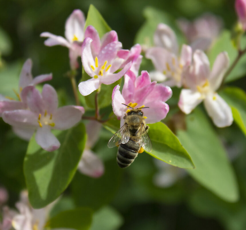 Пчела. - Александр 
