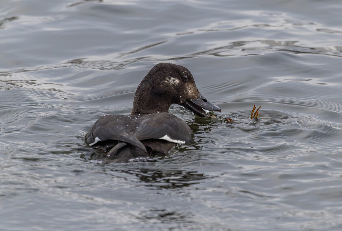 турпан. - юрий макаров