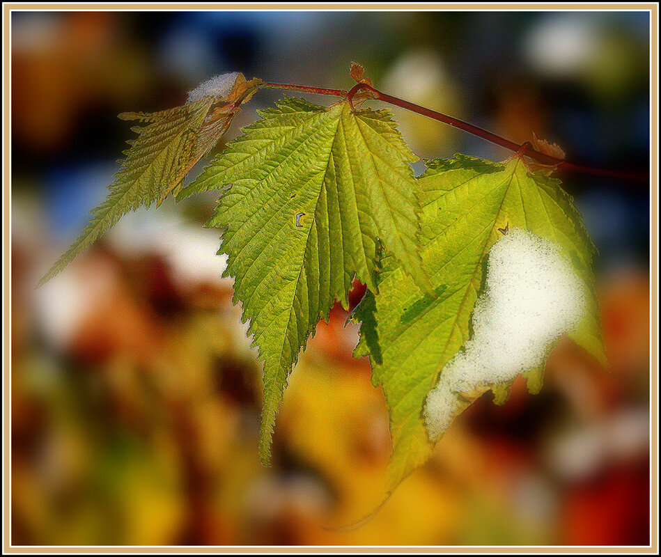 Первый снег - Aleksandr Gal
