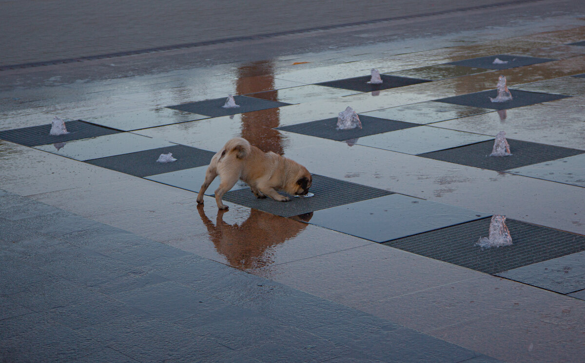 лакатель фонтана - Serega Alucard X2