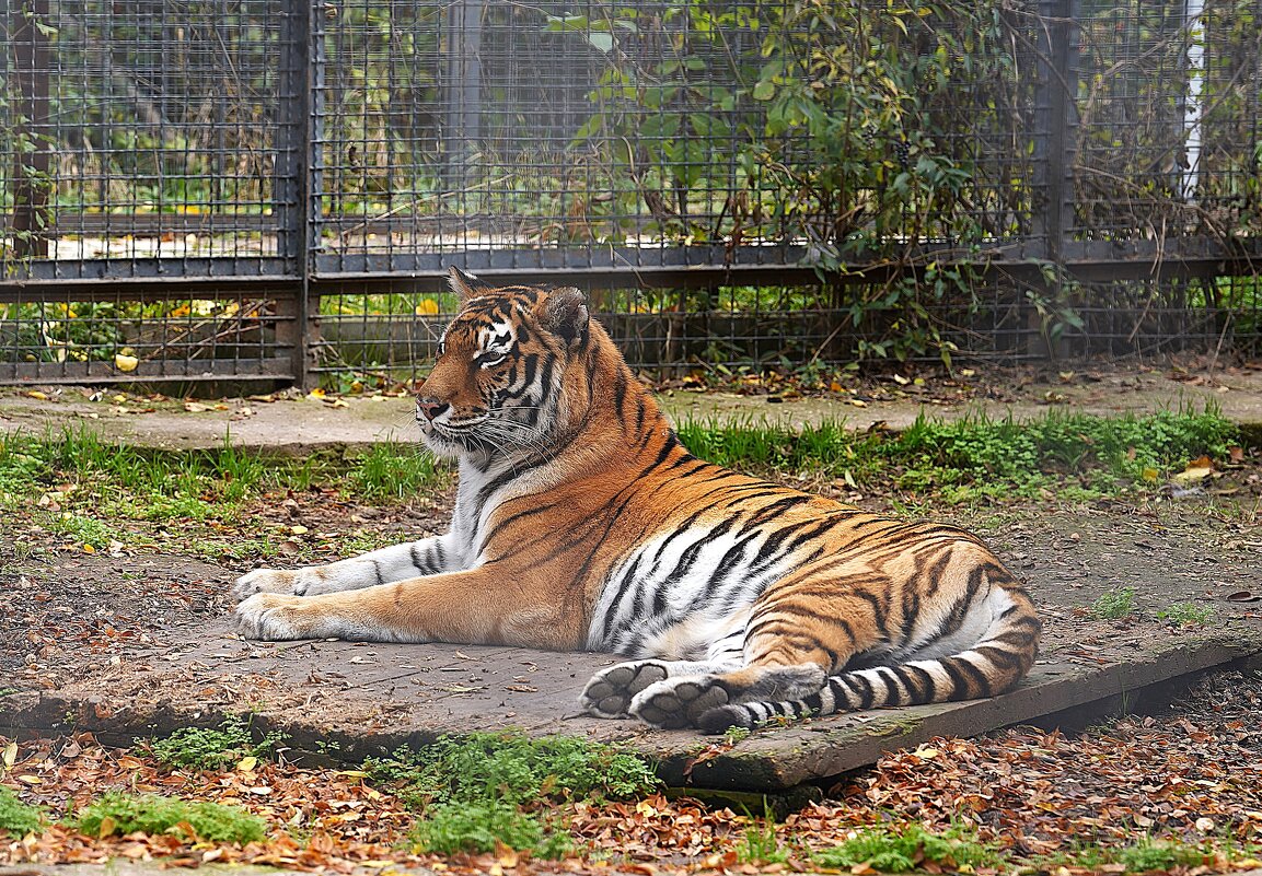 В парке Тайган - Татьяна Тюменка