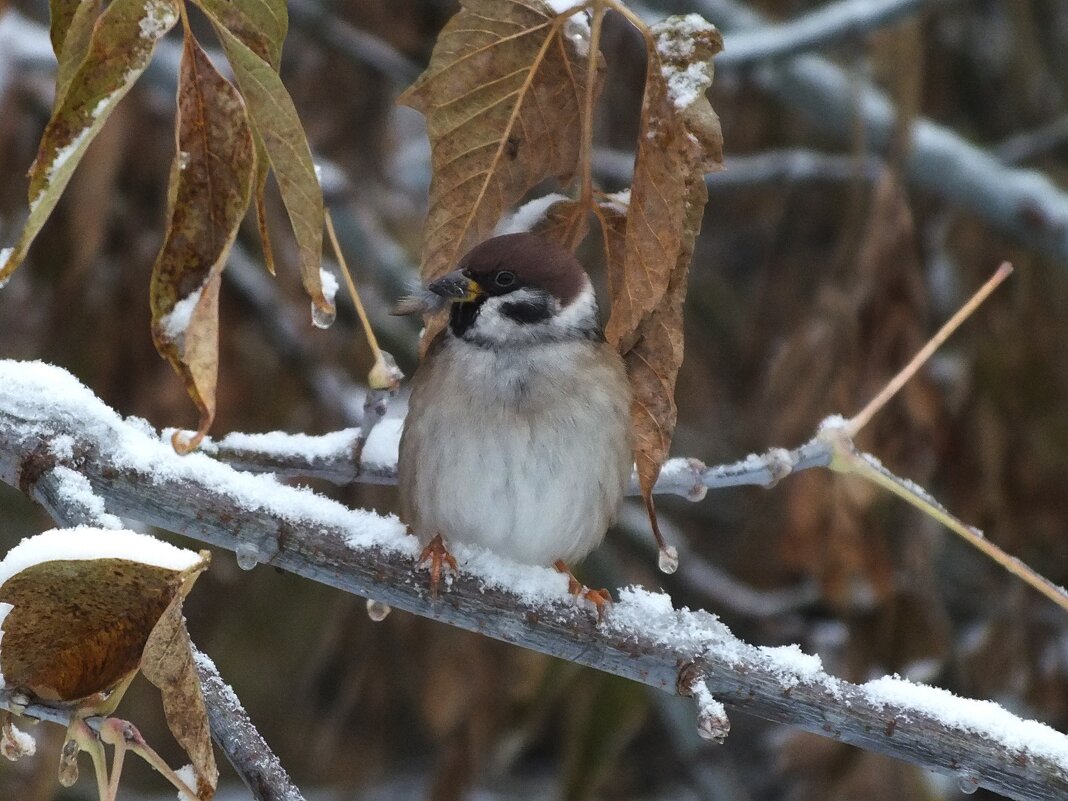 ** - Зоя Мишина