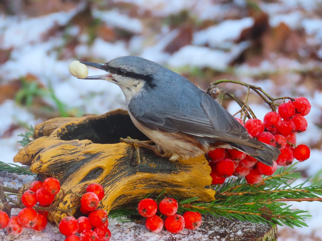 Поползень - Ольга Митрофанова