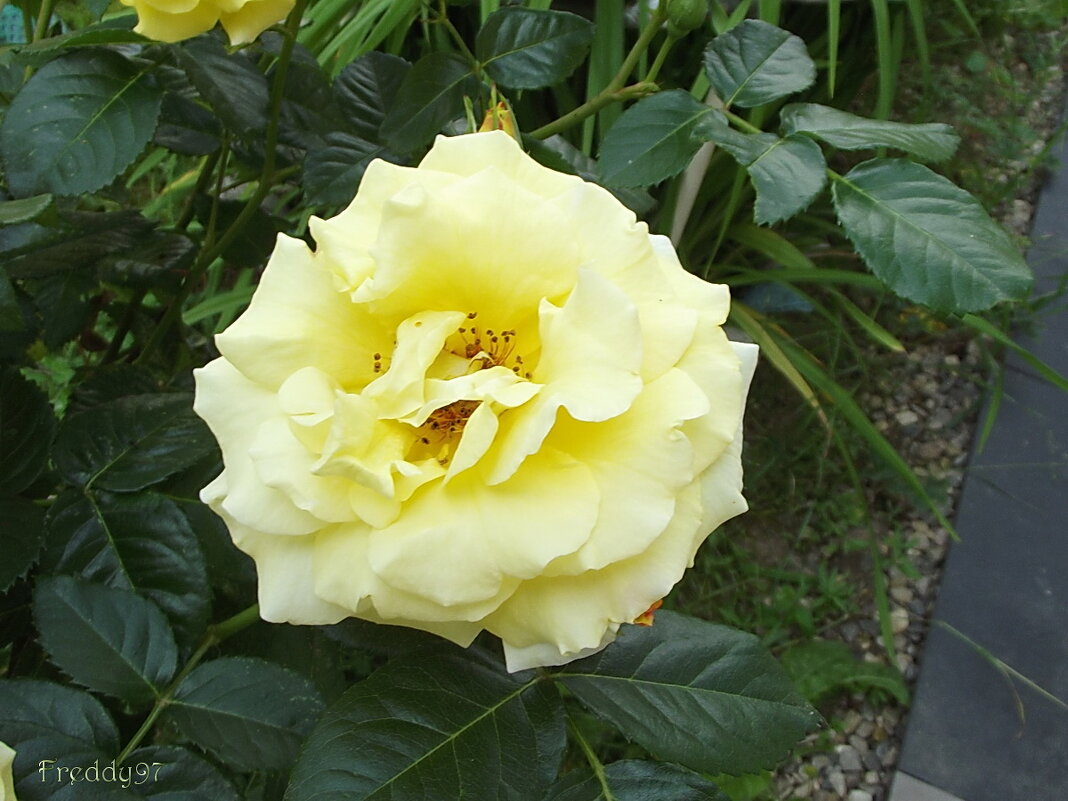 Роза - Freddy 97