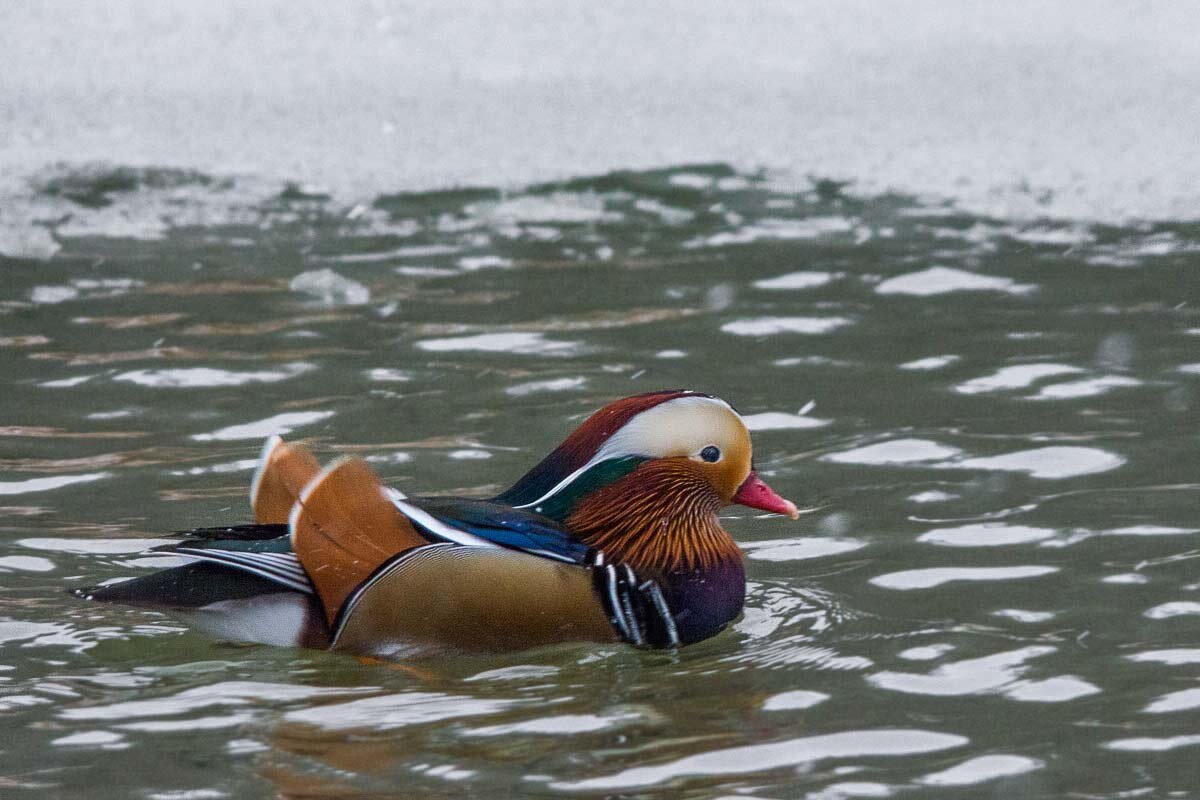 Мандаринка. Самец. - Nik Lovec