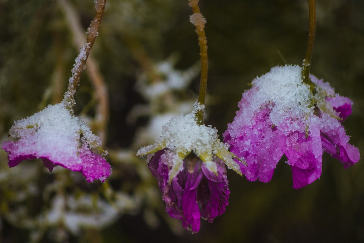 Первый Снег - ЦВЕТЫ - Владимир Максимов