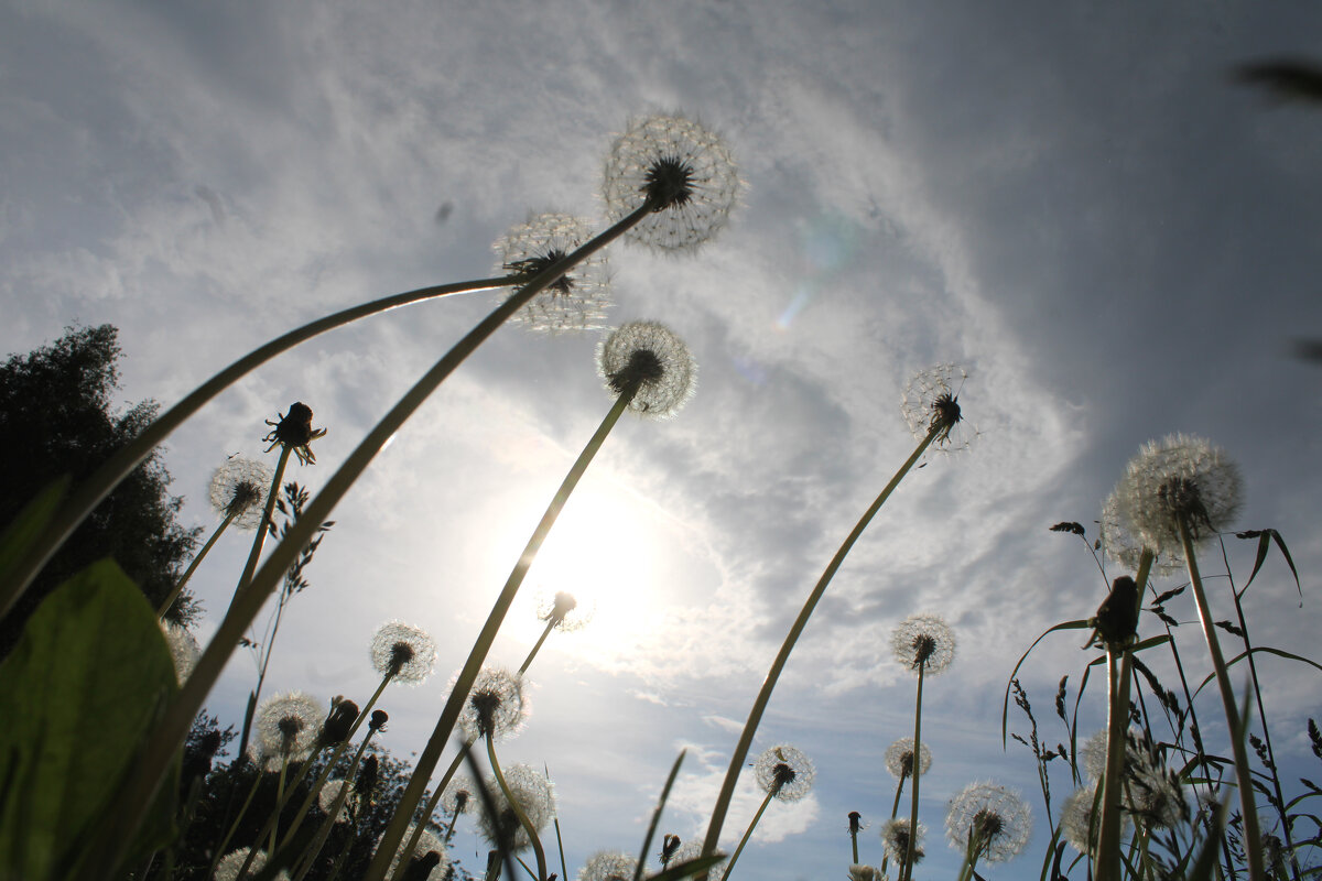 Лето - Николай (dr.Zlo) Кузнецов
