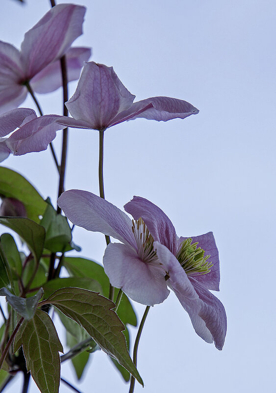 клематис - Андроник Александр 