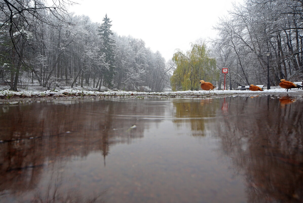 Царицыно утром 15 ноября - Михаил Бибичков