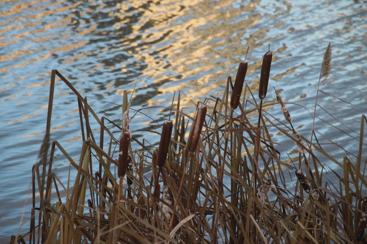 Парк Героев-пожарных. Ноябрь - Наталья Герасимова