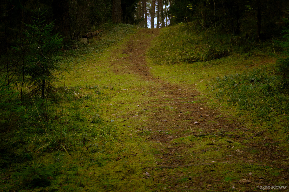 Тропинка - fogmeadowww m