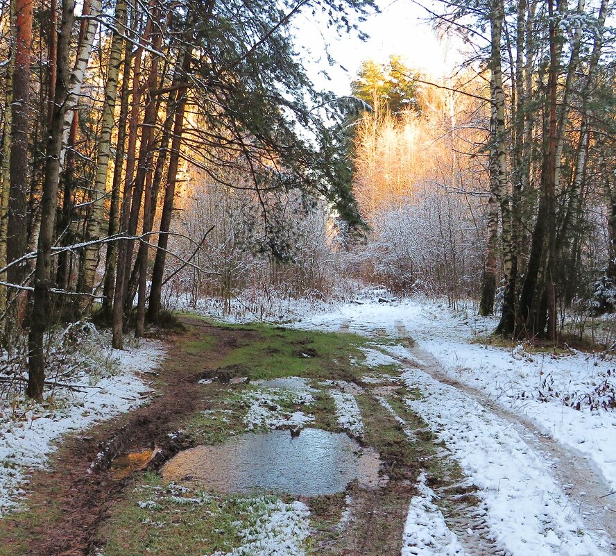 Путь к лесу - Андрей Снегерёв