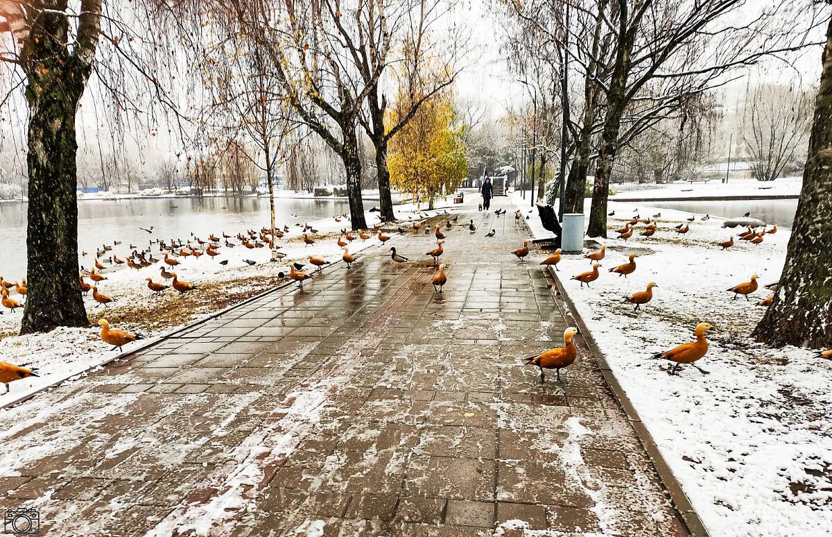 Утки на прудах - Александр 