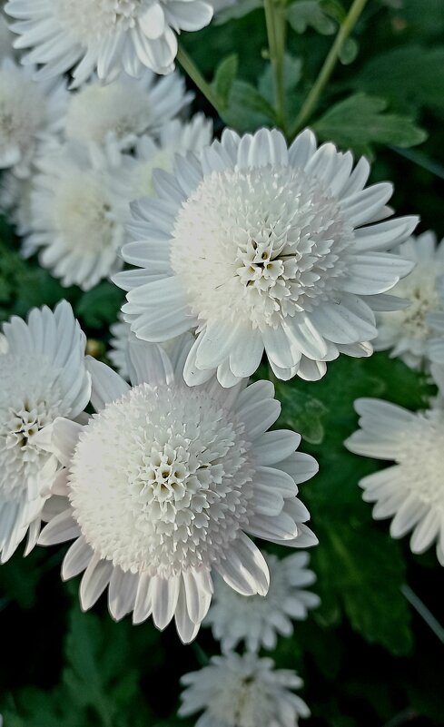 Хризантемы - Tina Kott