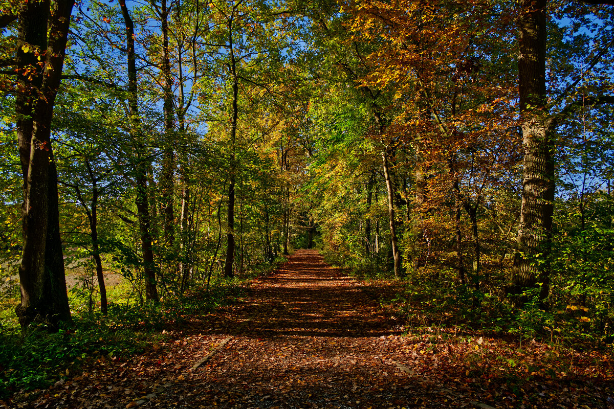 (°-°) - Jakob Dick