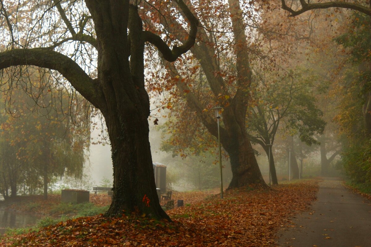 Туманный парк - Юрий. Шмаков