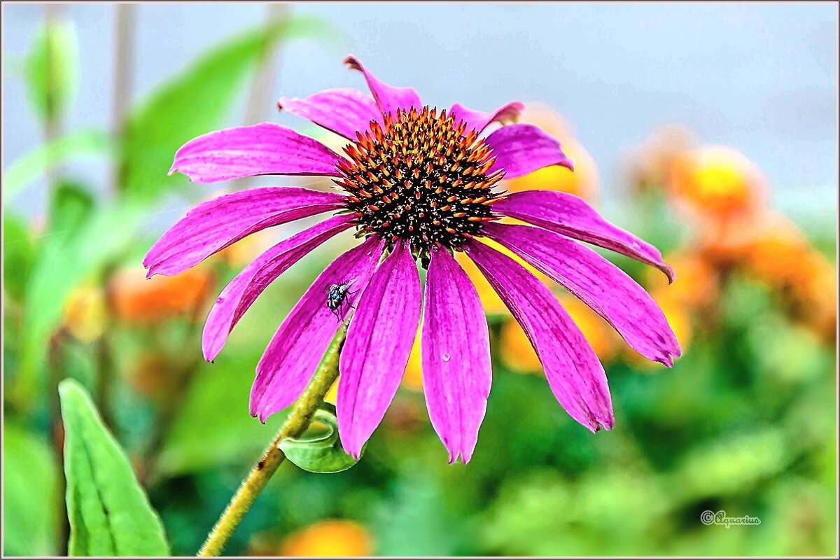 Эхинацея пурпурная - Aquarius - Сергей