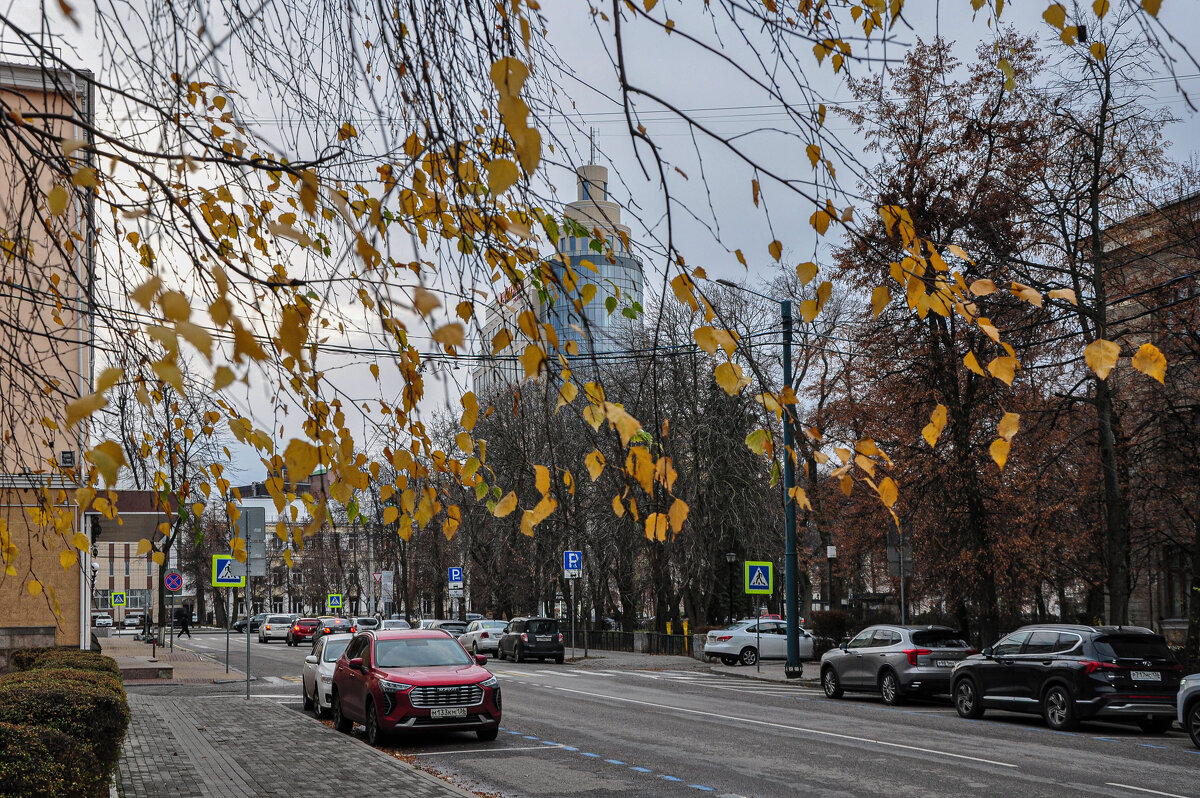 Последние листочки ноября - Татьяна Машошина Последние листочки ноября - Татьяна Машошина