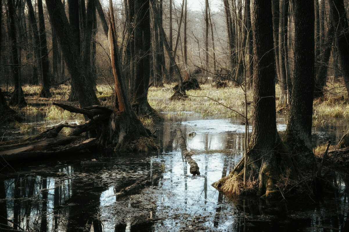 Загадочное болото - Анастасия Ильина