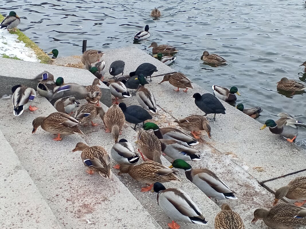 Лысухи и утки - Сапсан 