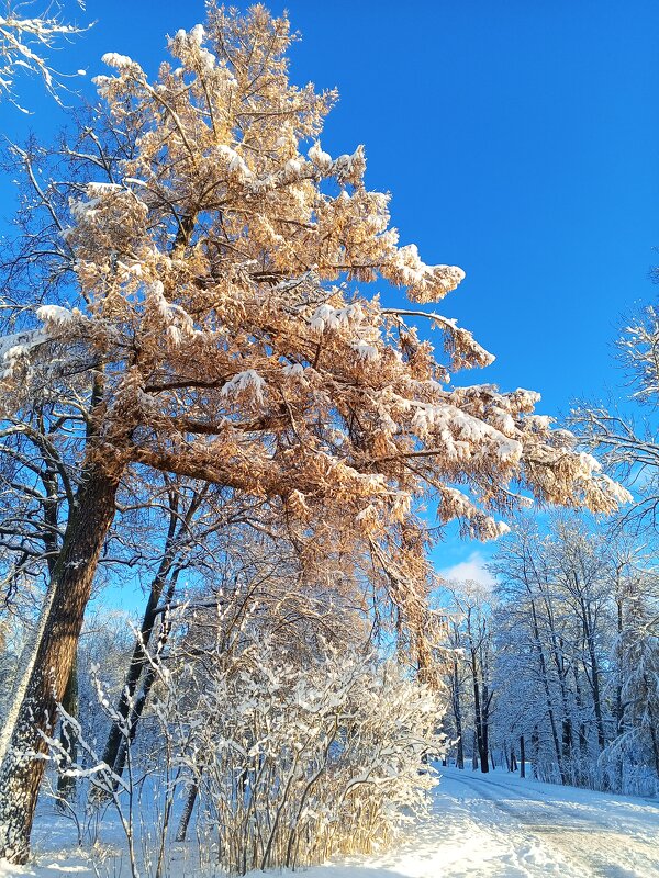 Осень - Сапсан 