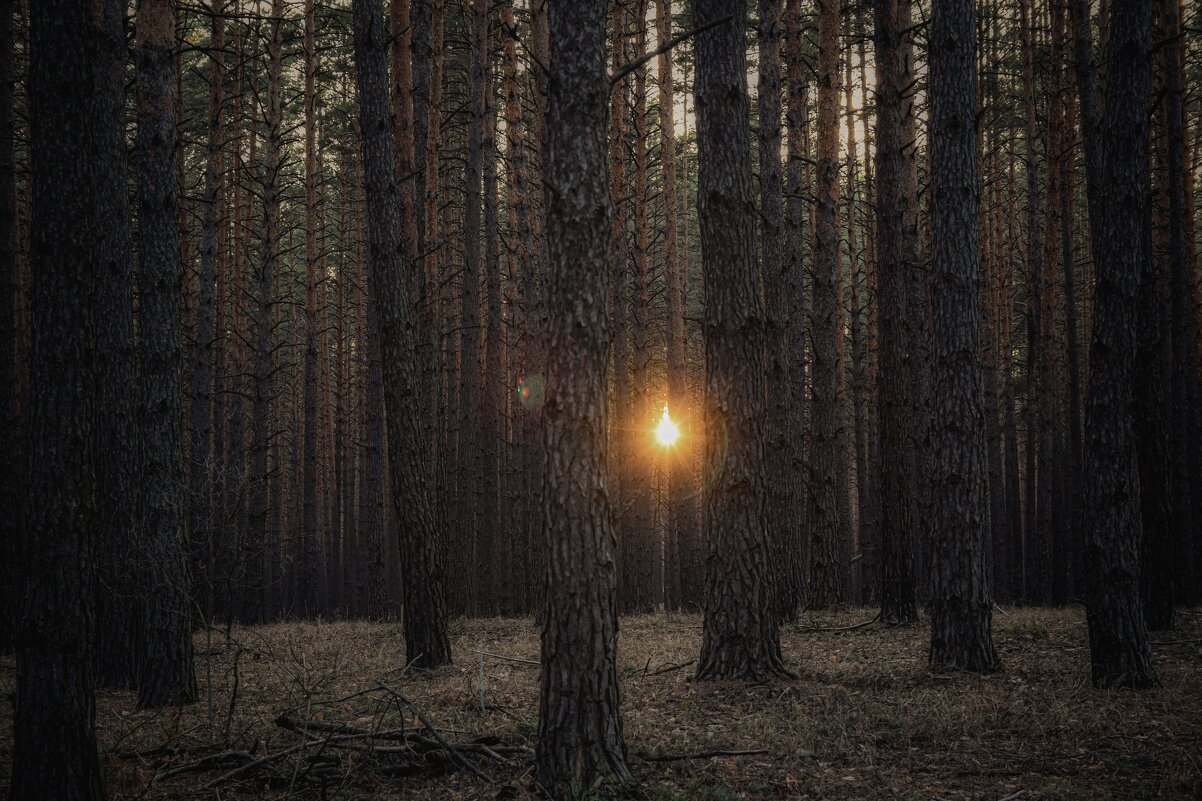 Лесной храм - Анастасия Ильина