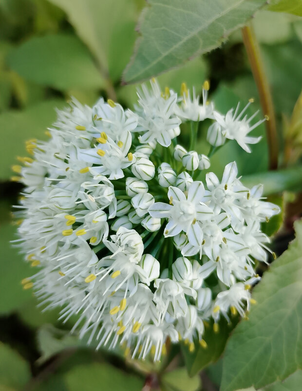 Луковый цвет - Ален Янн 