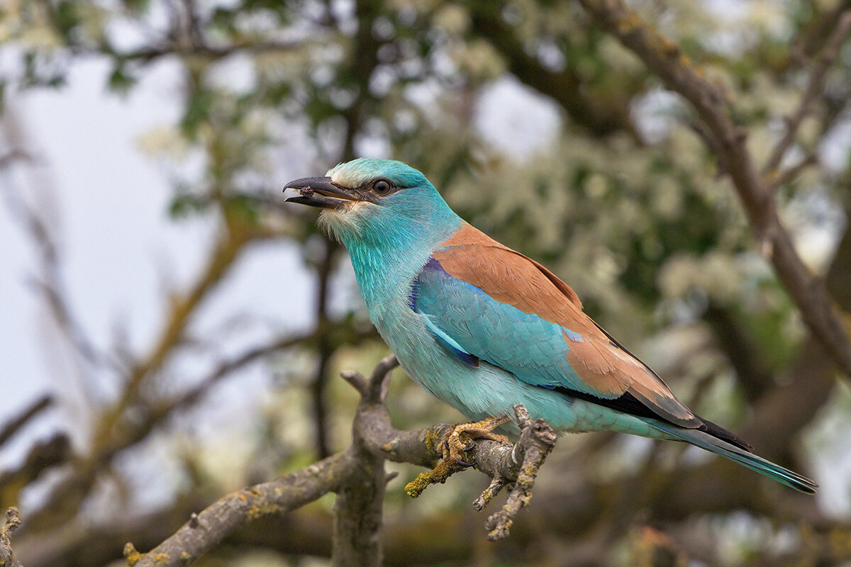Сизоворонка - Maxim Lanin Сизоворонка - Maxim Lanin