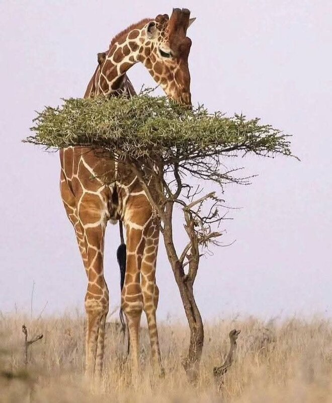 Перекус... :) - Валерий Кокорев