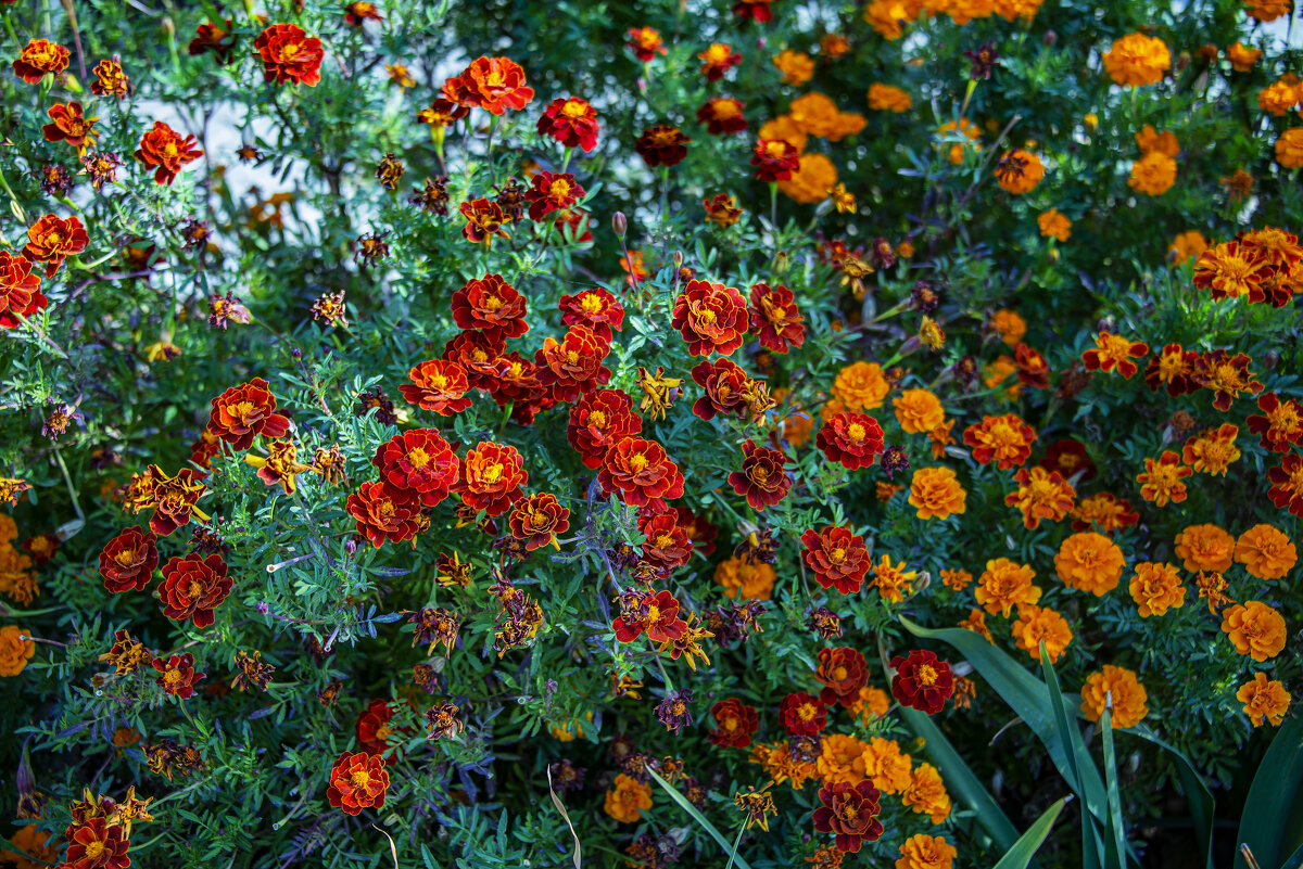 Бархатцы - Анатолий Чикчирный Бархатцы - Анатолий Чикчирный