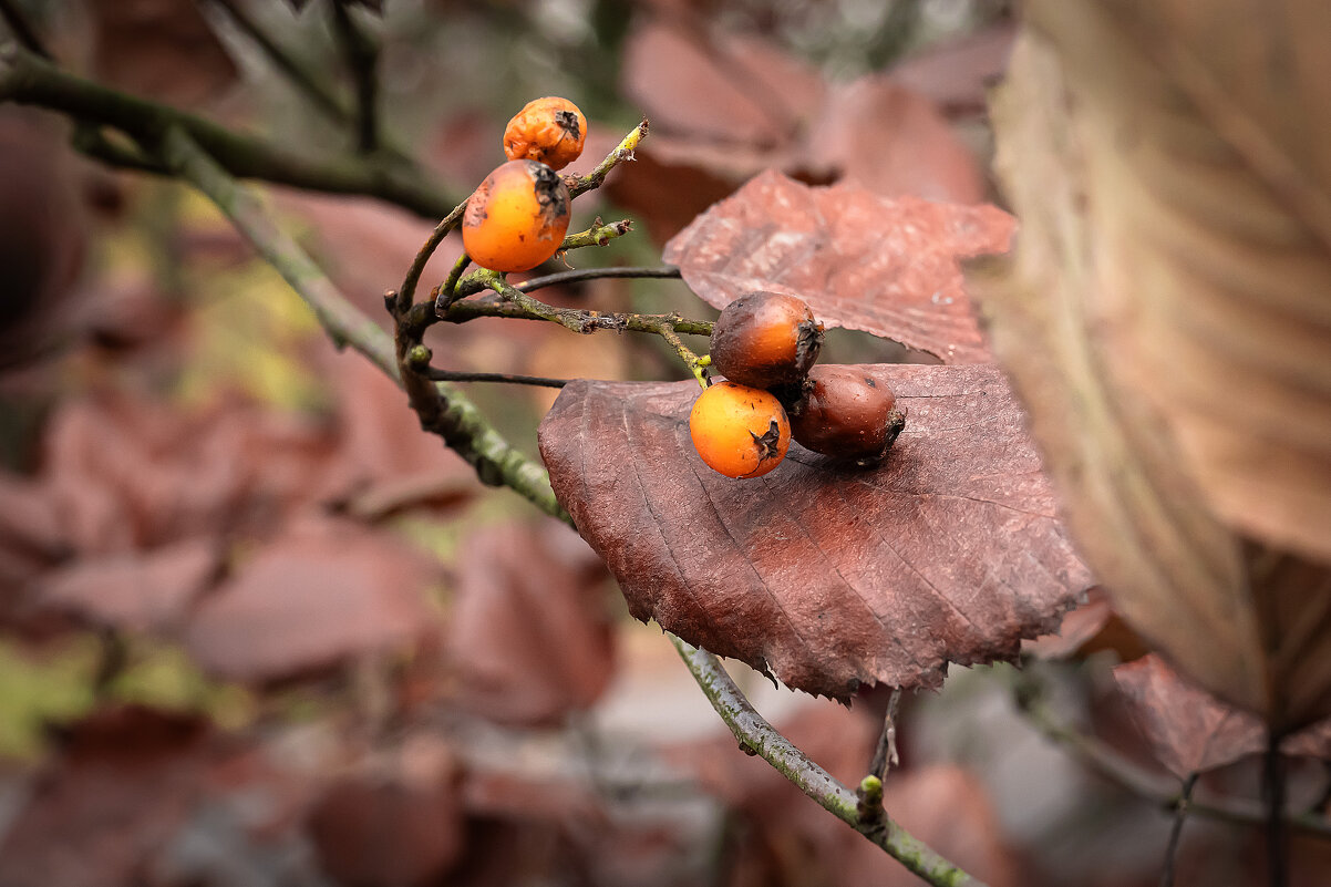 Осень - Валерий Пославский