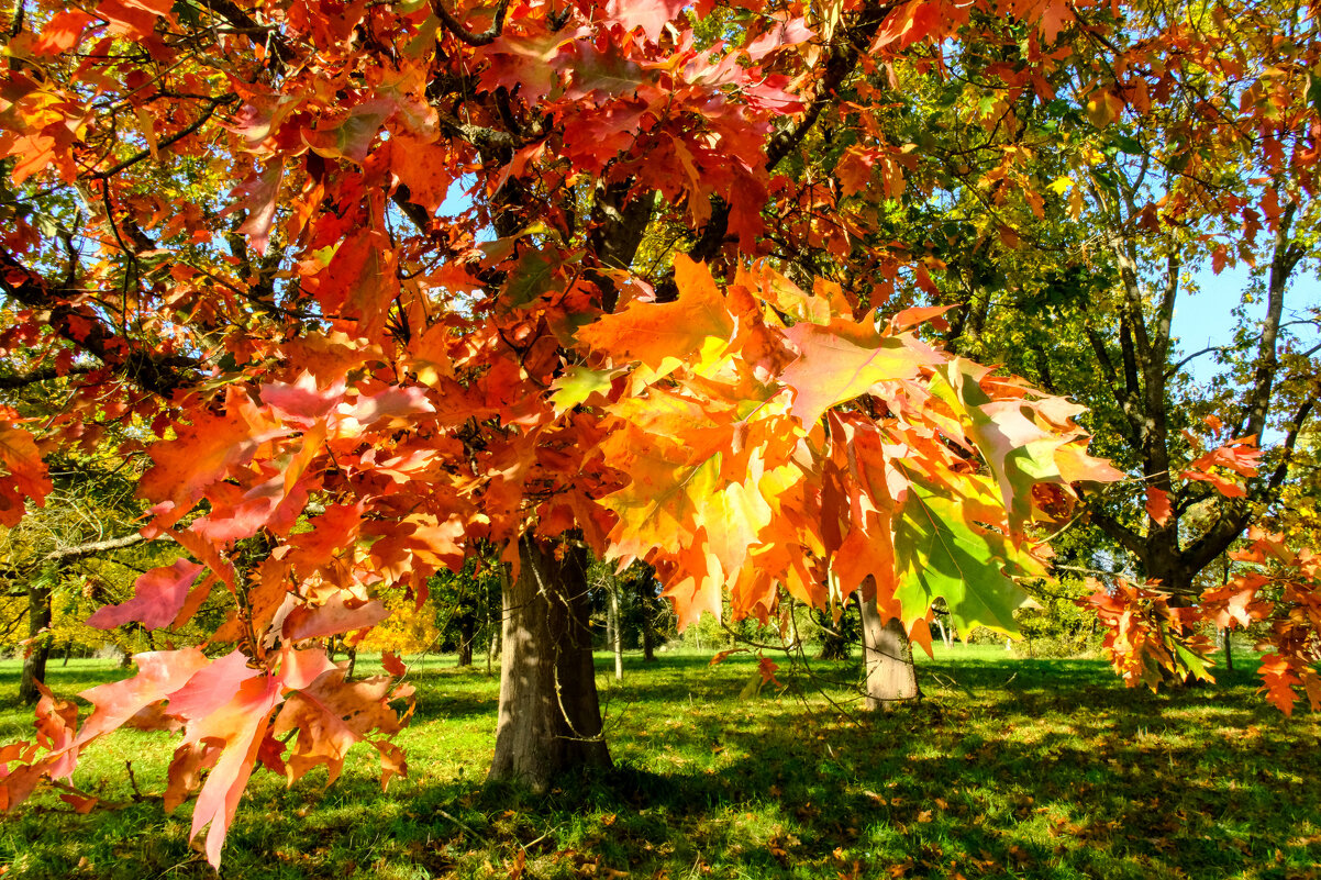 Яркий осенний зонтик - Георгий А