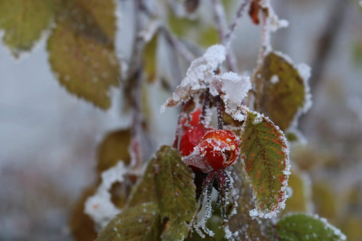 Утренний иней - Ольга Утренний иней - Ольга