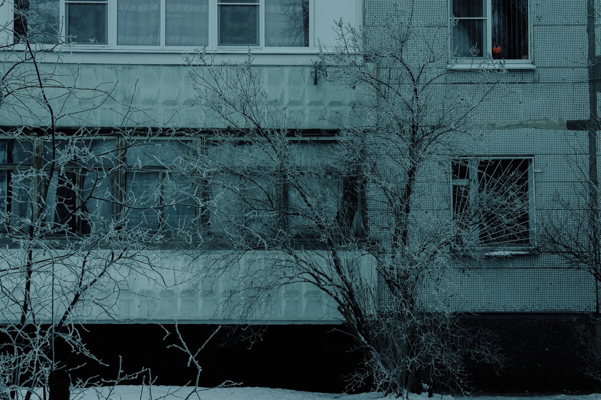 Дерево в снегу у панельного дома - Анастасия Ильина