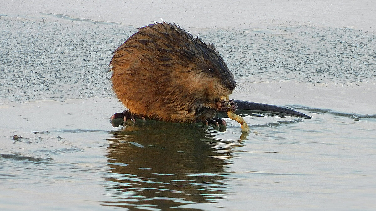 Хозяйка вод окрестных - Владимир Кириченко