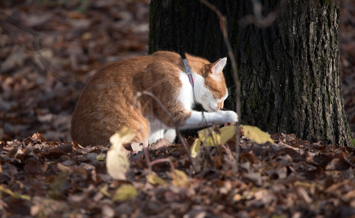 **** - Владимир Безбородов