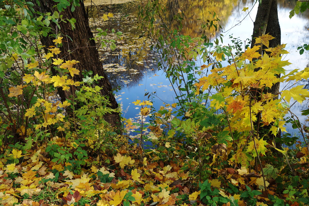 Ноябрьский этюд - Рита Симонова